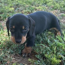 Smooth Boy - Black and tan male Dachshund puppy in Buckeye, Arizona from Ryder's Roundup