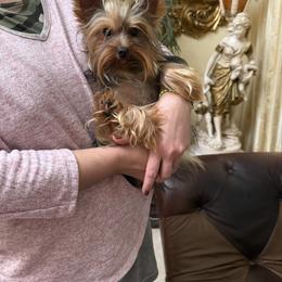 Luna 🩷 - Yorkshire Terrier