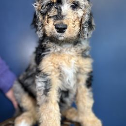 Ruby Pka Gal - Merle Bernedoodle puppy in Knoxville, Tennessee from Bright Side Doodles