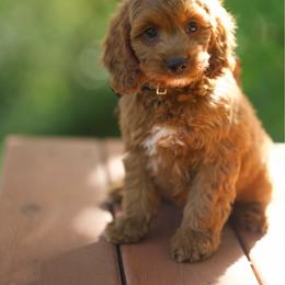 Big red - Red and white male Cockapoo puppy in Deming, Washington from Heavenly Puppies to Love