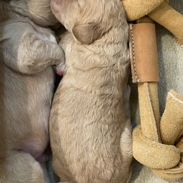 Goldendoodle Puppies from Teddy Grace Doodles