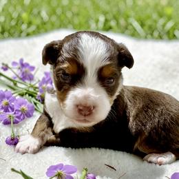 Valentine - Red tri male Toy Australian Shepherd puppy in Simms, Texas from Donna’s Aussies & Pink Heart Poodles