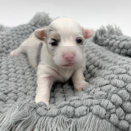 Atlas - 1800 Full Fluffy - FULL TAIL - Black and tan female Pembroke Welsh Corgi puppy in Rozet, Wyoming from Hayday Ranch Corgis