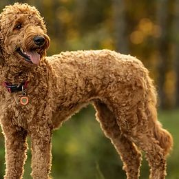 Goldendoodles from Flying Feather Farm