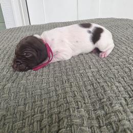 Pink Girl - Liver and white female German Shorthaired Pointer puppy in Nampa, Idaho from Heart Mountain Cavaliers & Floating Feathers Kennel
