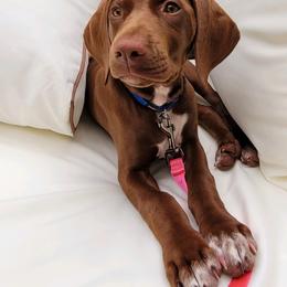 German Shorthaired Pointer Puppies from Nash Kennels