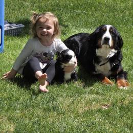Aussiedoodle, Bernedoodle, Bernese Mountain Dog, Cavapoo, Poodle, and Sheepadoodle Puppies from Draper Mountain Doodles