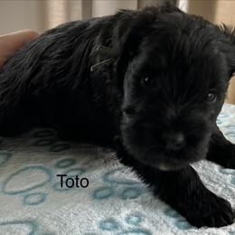 Toto - Black male Miniature Schnauzer puppy in Newburgh, Indiana from Lakehouse Miniature Schnauzers of Southern Indiana