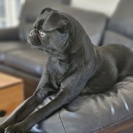 Sal - Brussels Griffon