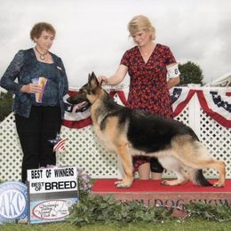 Missy - German Shepherd