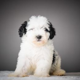 Snoopy - Black and white male Schnoodle puppy in Caldwell, Idaho from Boise Doodle Co.