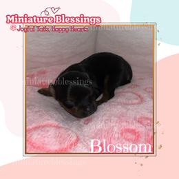 Blossom - Black tan and white female Biewer Terrier puppy in Asheville, North Carolina from Miniature Blessings