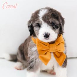 Cereal - Blue merle female Bernedoodle puppy in Diamond Bar, California from Furrytaildoodles