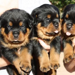 Rottweilers from Vom Haus Burns LLC