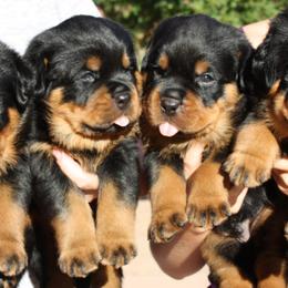 Rottweilers from Vom Haus Burns LLC