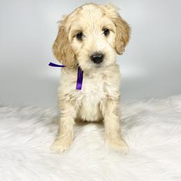 Aussiedoodle and Goldendoodle Puppies from Dandy Doodle Ranch