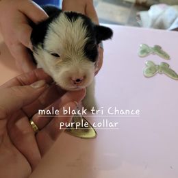 Miniature American Shepherd Puppies from Maureen Chappell's Miniature American Shepherds