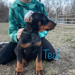 Teal Collar Girl HM - Black and rust Doberman Pinscher puppy in Knox, Indiana from Double River Dobermans