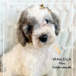 FRANCESCA - Parti female Goldendoodle puppy in Houston, Texas from Pia’s Doodle Poodle Wag
