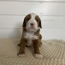 Denver - Red  male Goldendoodle puppy in Stanford, Kentucky from Holloway Goldendoodles