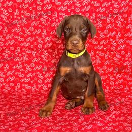 Green - Red and rust male Doberman Pinscher puppy in Louisville, Kentucky from Ruiz Dobermans