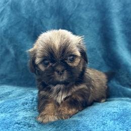 AKC Bonbon - Sable female Shih Tzu puppy in Paintsville, Kentucky from Molly B's ShihTzus