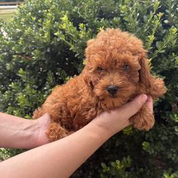Pekingese, Poodle, and Shih Tzu Puppies from Happy puppies