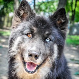 Pepper-Ann - Siberian Husky