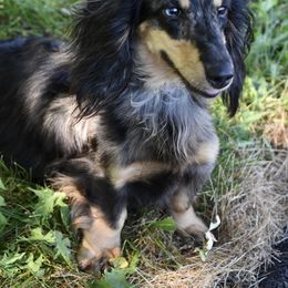 Nunu - Dachshund