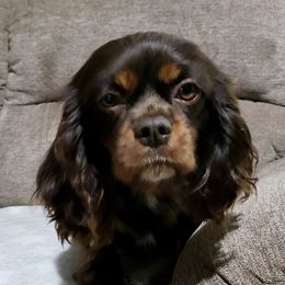 Bella - Cavalier King Charles Spaniel