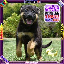 WHEN - Black and tan female German Shepherd puppy in Murrieta, California from Diamond Oaks German Shepherds