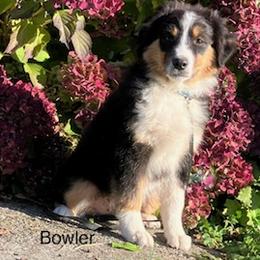 Miniature Australian Shepherd Puppies from Wren’s Nest Farm