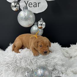 Yellow collar - Yellow female Labrador Retriever puppy in Heath Springs, South Carolina from Rich Hill Retrievers