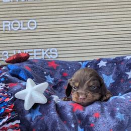 Rolo (Yankee) - Chocolate and tan male Dachshund puppy in Indianapolis, Indiana from Englehaus Dachshunds