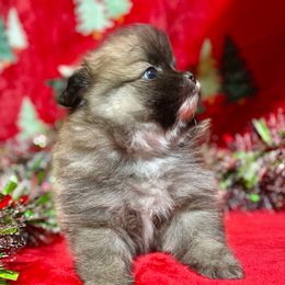 Winter - Orange sable male Pomeranian puppy in Titus, Alabama from Harmony Pomeranians