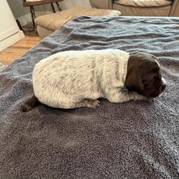 Boy 4 - Brown and gray male Wirehaired Pointing Griffon puppy in Shelley, Idaho from Western Gundogs