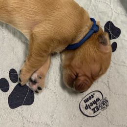 Boy 1 - Golden Retriever puppy from Triple J Goldens, LLC