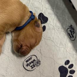Boy 1 - Golden Retriever puppy from Triple J Goldens, LLC