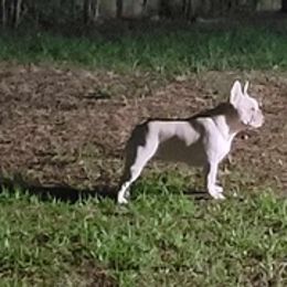French Bulldogs from Wild West Frenchies