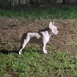 French Bulldogs from Wild West Frenchies