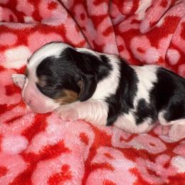 Cavalier King Charles Spaniel Puppies from Jamie Forrest