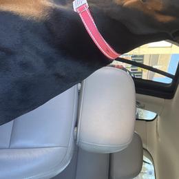 Doberman Pinscher Puppies from Jensen Dobermans