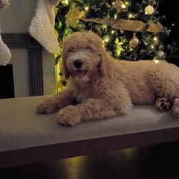 Yellow Girl - Apricot female Goldendoodle puppy in Palm Bay, Florida from Costa's Curly Canines