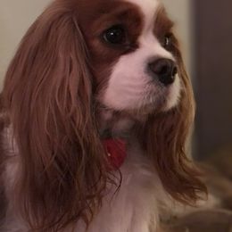 Cavalier King Charles Spaniel Puppies from Cavalier Kisses