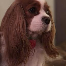 Cavalier King Charles Spaniel Puppies from Cavalier Kisses