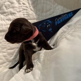 Caroline - Australian Labradoodle puppy from Stony Brook Australian Labradoodles