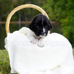 Blue - Black and white male English Springer Spaniel puppy in Loris, South Carolina from Palmetto Springer Spaniels