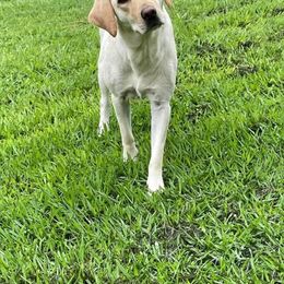 Eliza - Labrador Retriever