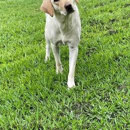 Eliza - Labrador Retriever