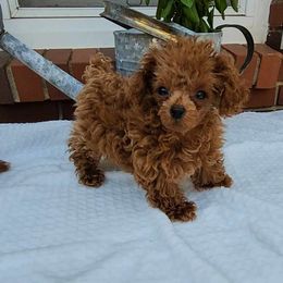 Maltese, Maltipoo, and Poodle Puppies from C&Js Tiny Toys